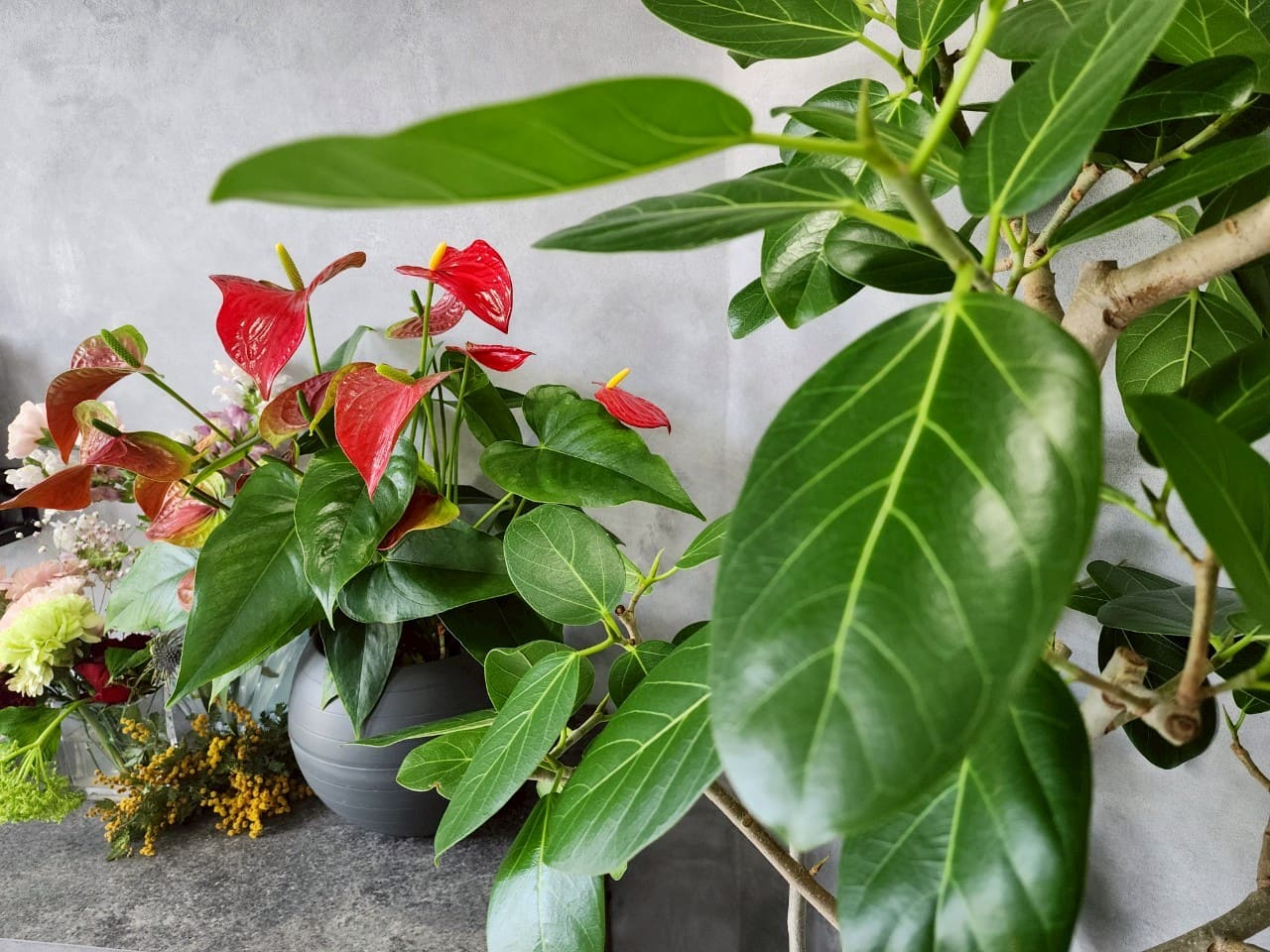 艶やかなアンスリウムとみずみずしい観葉植物のアレンジ