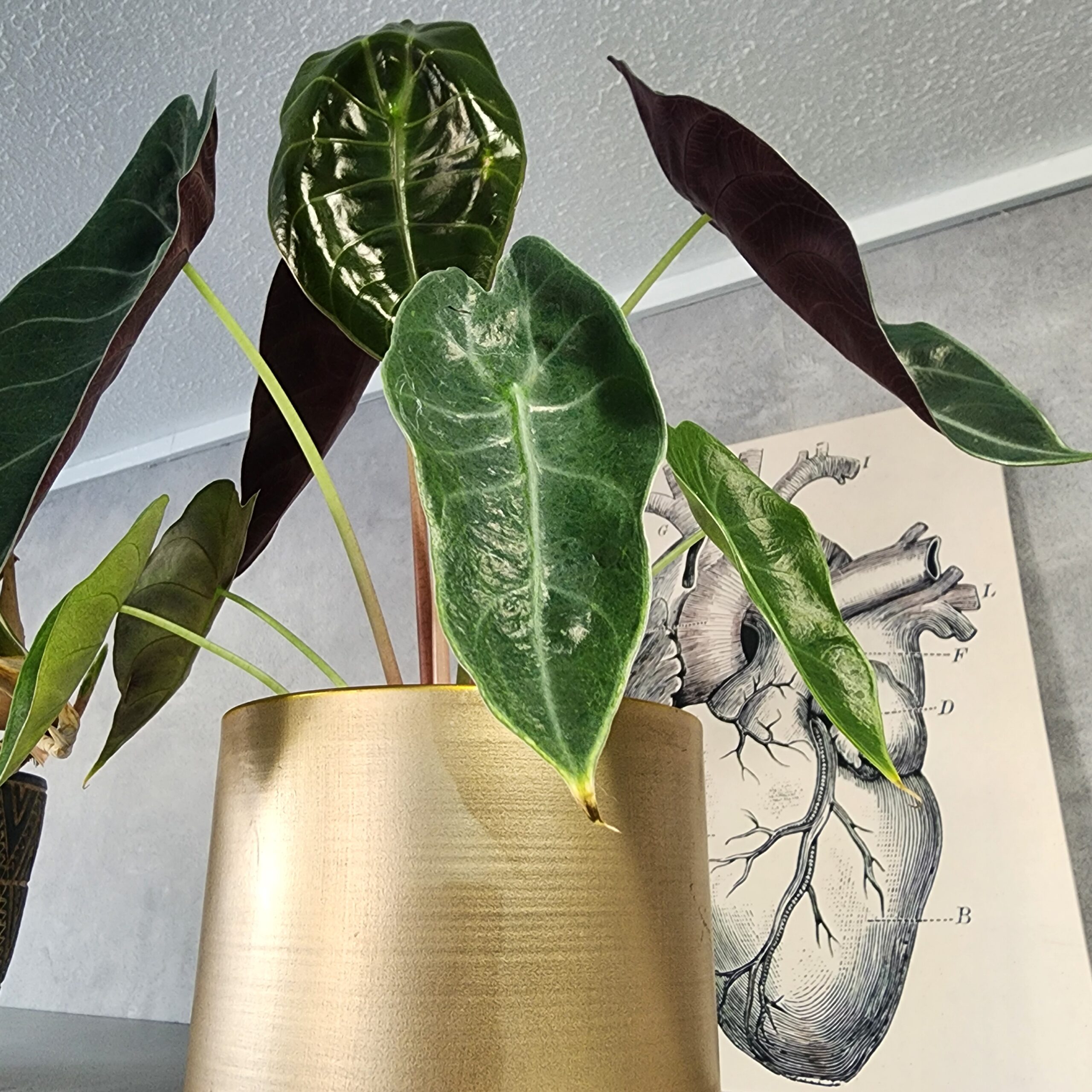 ​ゴールドのプランターに植えられた観葉植物と、背景の壁に飾られたアートが印象的な一枚です。 ​植物： 葉脈がはっきりと浮き出た、矢尻のような形の葉が特徴的な**アロカシア（クワズイモの仲間）**です。シックなゴールドの鉢が、葉のダークグリーンを引き立て、高級感を演出しています。 ​背景のアート： 植物の背後には、心臓の解剖図のようなヴィンテージ調のポスターが飾られています。 ​コンセプト： 「植物の生命力」と「生物学的な心臓」という、異なるアプローチの生命の象徴を隣り合わせに配置することで、非常に知的でミステリアスな、独自の世界観を作り上げています。