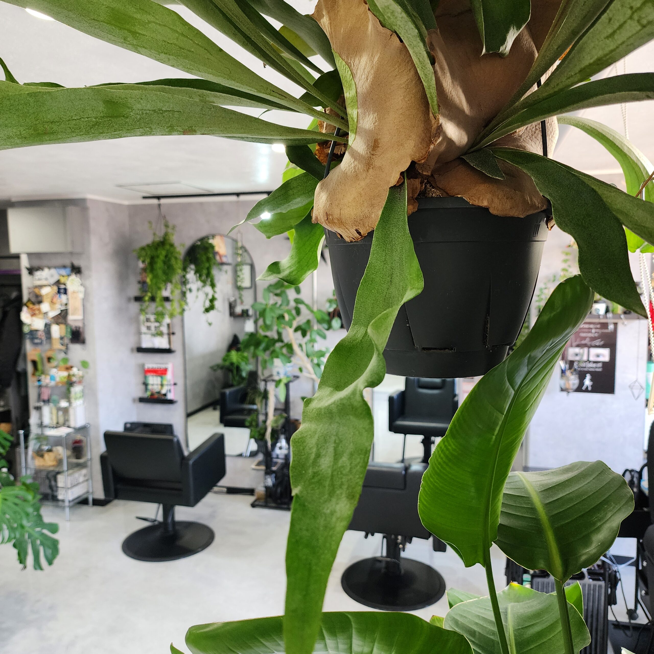 大型の観葉植物とアーチ型ミラーが印象的な美容サロンの店内インテリア