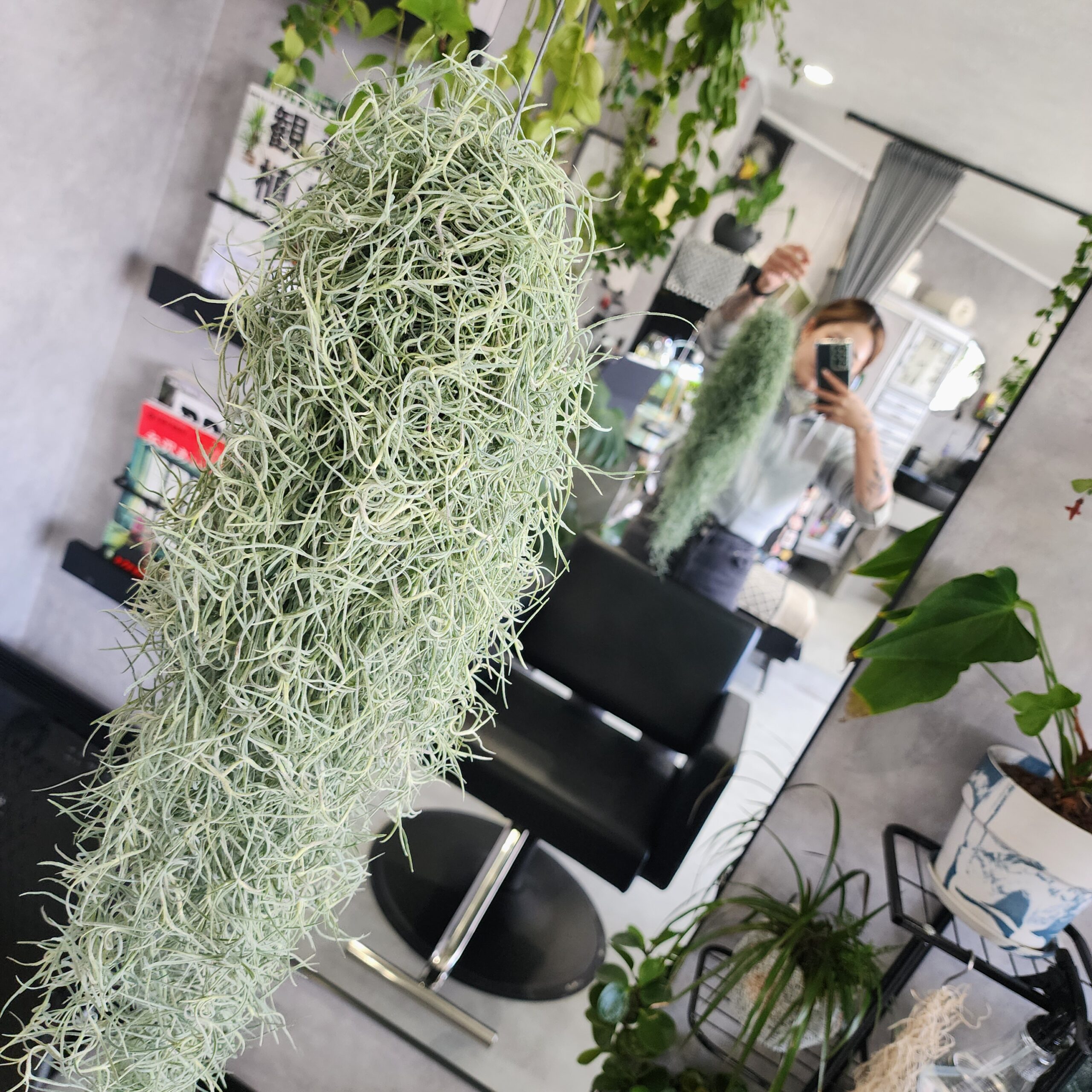 スタッフが店内で植物を丁寧に手入れしている様子